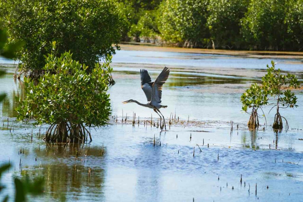 Heron taking flight in a marsh area of the Florida Everglades