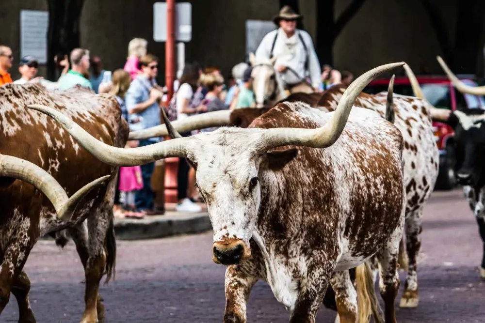 Texas Longhorns walk the streets of Fort Worth, TX, during the cattle drive.