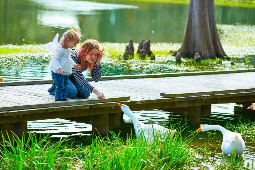 A young girl and her mother play with geese at a park lake.