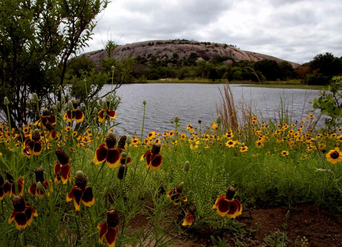 View of the Rock Dome of Enchanted Rock State Natural Area, with wildflowers and overlooking Moss Lake in Texas.