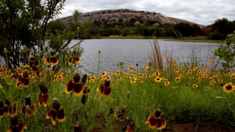 View of the Rock Dome of Enchanted Rock State Natural Area, with wildflowers and overlooking Moss Lake in Texas.