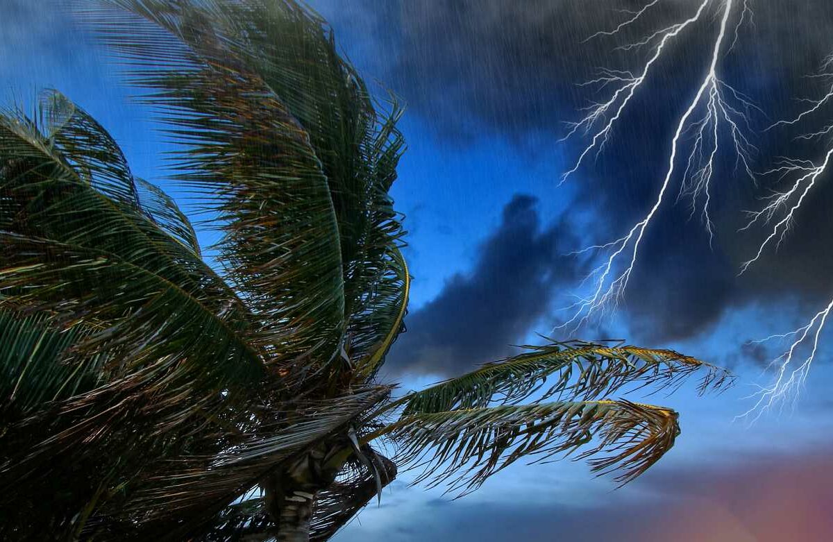 Palm trees blow as lightning strikes before a storm