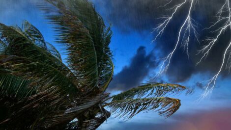 Palm trees blow as lightning strikes before a storm