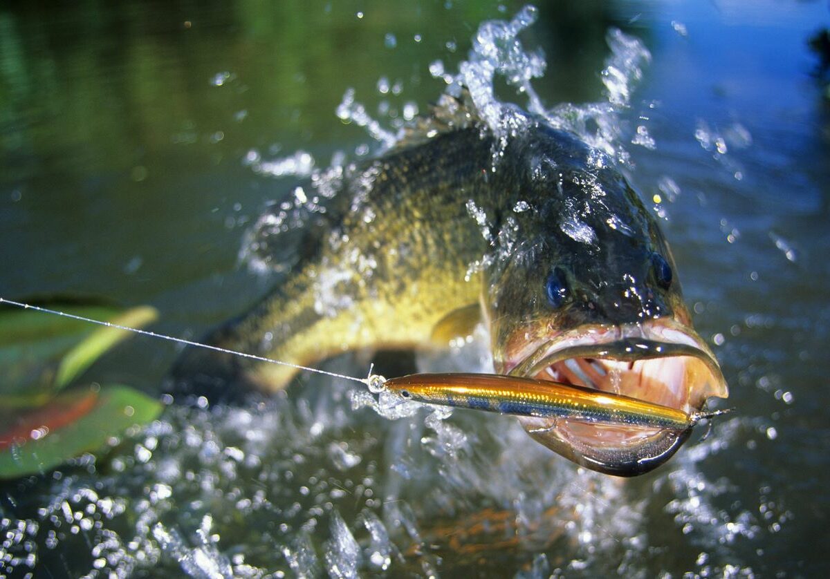 A front view of a largemouth bass jumping out of the water for a minnow lure.