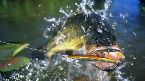 A front view of a largemouth bass jumping out of the water for a minnow lure.