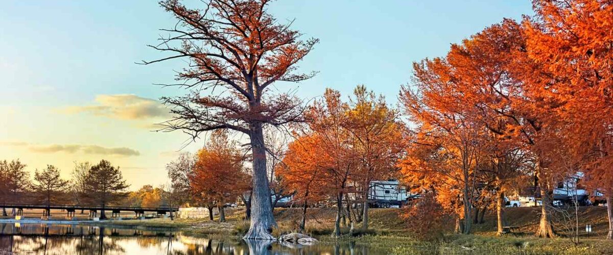 Autumn trees blooming vibrantly in southern Texas.