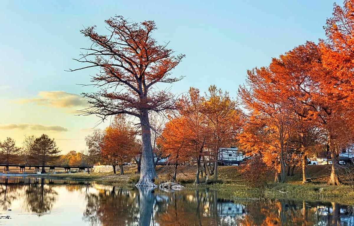 Autumn trees blooming vibrantly in southern Texas.