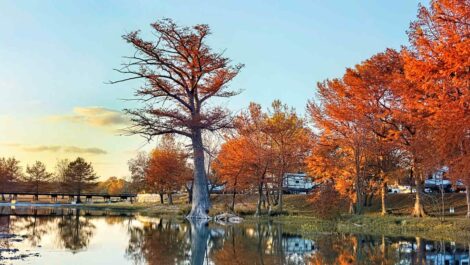 Autumn trees blooming vibrantly in southern Texas.