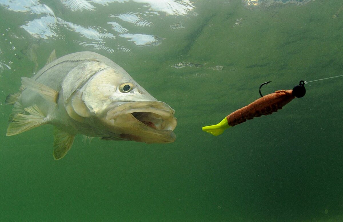 A front view of a largemouth bass jumping out of the water for a minnow lure.