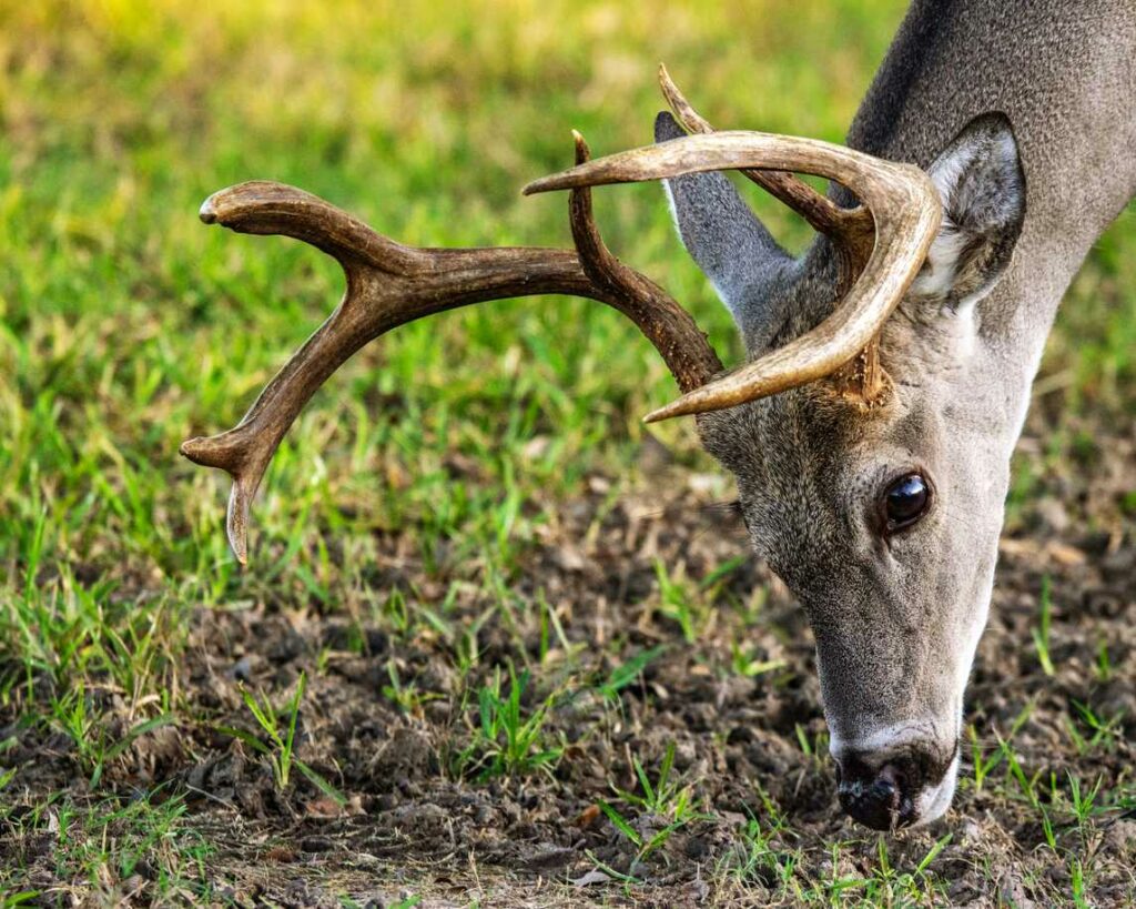 A deer searches for food in Houston, TX.