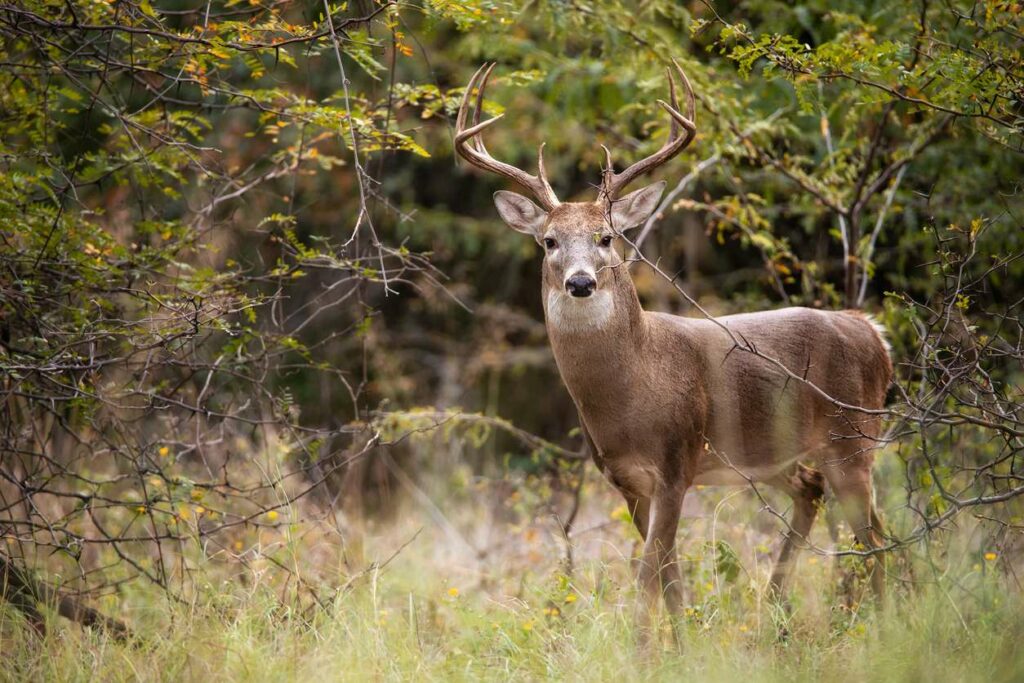 A deer searches for food in Houston, TX.