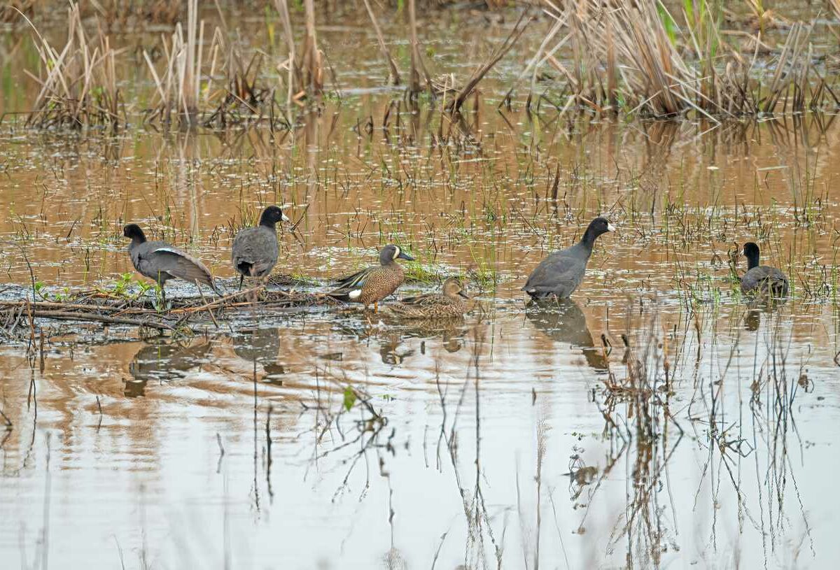 A flock of ducks sits in a pond in the Texas wetlands.