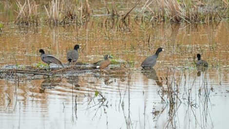 A flock of ducks sits in a pond in the Texas wetlands.