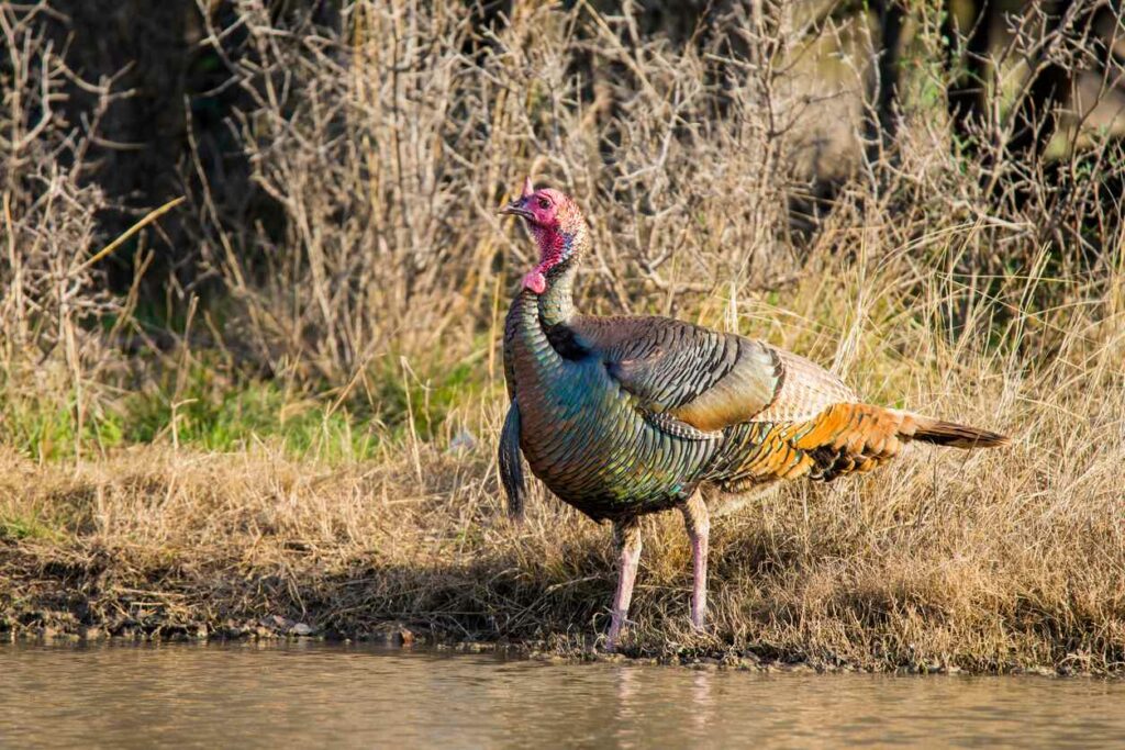 A wild turkey stands on the shores of calm waters in Texas.