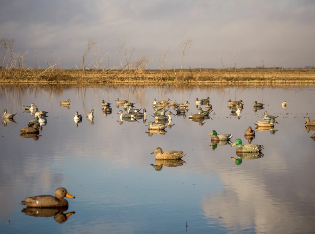 A flock of ducks sits in a pond in the Texas wetlands.